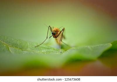 Myrmarachne Plataleoides Kerengga Antlike Jumper Stock Photo