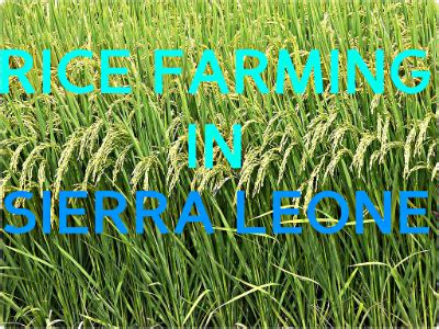 Supporting rice farming in Sierra Leone