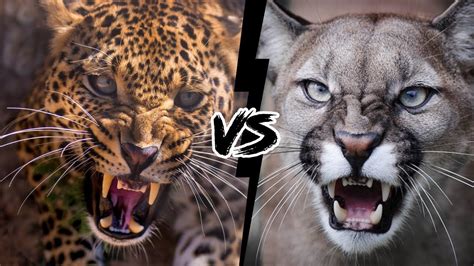Felino Mais Forte Do Mundo - LEOPARDO VS PUMA - Qual o Felino mais forte? - YouTube