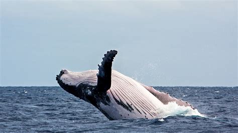 Humpback Whale Watching On Maui Maui Whale Watching Faq