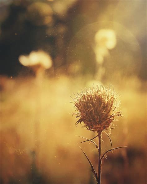 Highlight Kristina Reese — Mextures Beautiful Film Like Overlays And