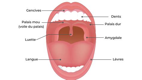 Voile Du Palais Fente V Laire D Finition Anatomie R Le