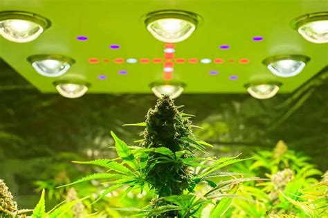 LED Grow Light Full Spectrum Vs Red Blue Why One Is More Popular