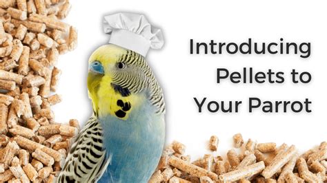 Introducing Pellets to Your Parrot - The Budgie Academy