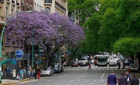 Jacarand Azul Jacarand Mimoso Jacaranda Mimosifolia