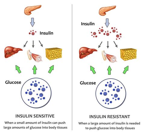 wwwastepawayorg  insulin structure  function glucose