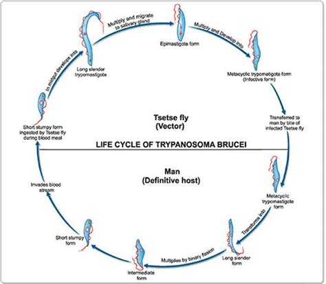 Trypanosoma Lewisi Life Cycle