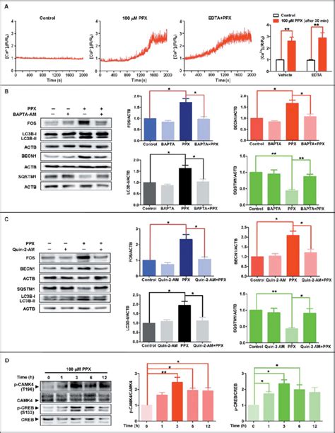 A Critical Role Of Intracellular Ca 2c In Ppx Induced Autophagy Download Scientific Diagram