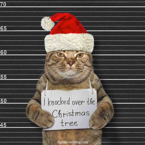 25 Purrfect Christmas Cat Memes Feline Festive Fun