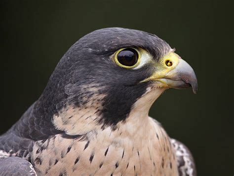 Royalty Free Falcon Eye Pictures, Images and Stock Photos - iStock