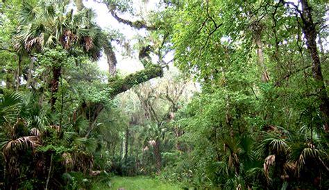 Green Swamp Wildlife Management Area (WMA) | Sumter County Tourism