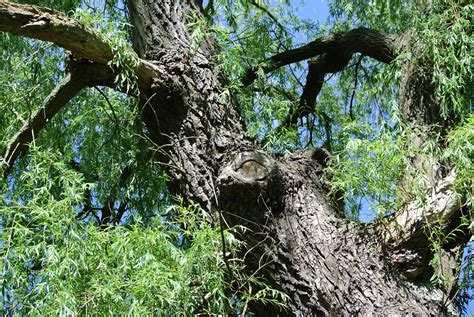 Free Images Tree Nature Forest Branch Leaf Flower Trunk Bark