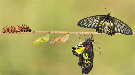 Life Cycle Of Female Common Birdwing Butterfly Stock Image - Image of larva, leaf: 76597313