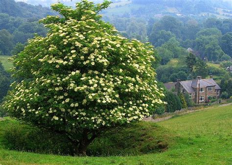 Lone Black Elder Tree In Derbyshire Elderberry Tree Elderberry Bush