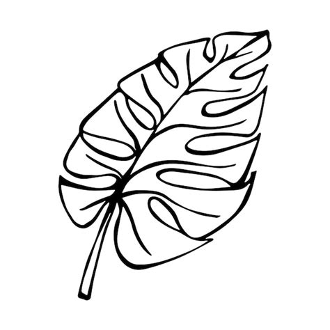 Ilustraci N De Hoja De Monstera Tropical Simple Clipart Vectorial