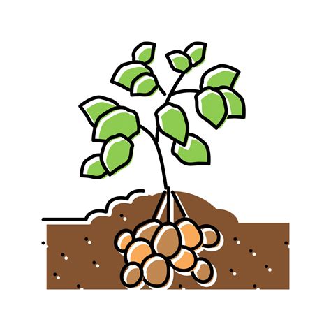 Plant Potato Vegetable Color Icon Vector Illustration 19003765 Vector