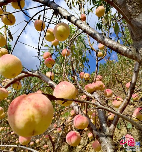 雲南南華：荒山變農場 冬桃豐産話增收中國網