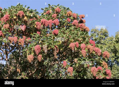 Peltophorum Africanum Banque De Photographies Et Dimages Haute