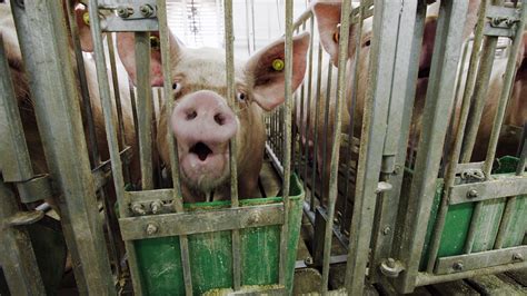 Ending Factory Farming | HuffPost