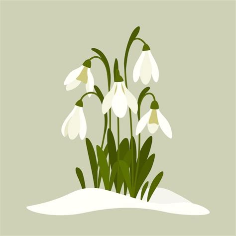 Premium Vector Snowdrops Vector Illustration