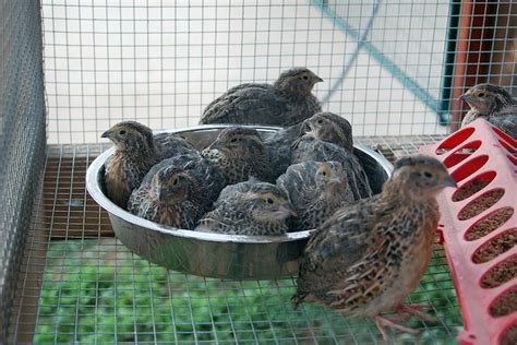 Coturnix Quail Cages