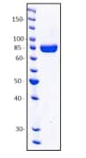 Recombinant human Neuropilin 1 protein ab204616 アブカム