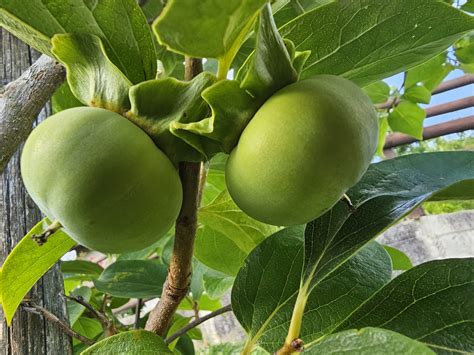 fruits   kaki tree  chilli garden