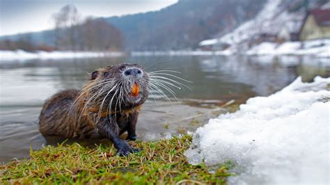 What is a pet nutria rat? Louisiana couple given permit to keep 22 ...