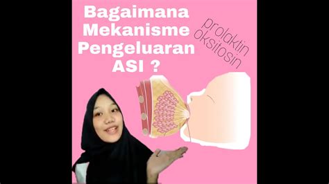 Mekanisme Produksi Dan Pengaliran Asi Prodi Kebidanan Poltekkes