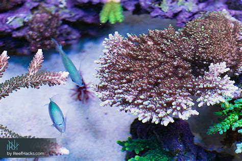 Shallow Reef Adventure Learn How To Keep Successful Corals.