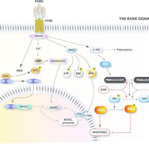 The M Csf Signaling Binding Of Csf Results In The Dimerization And