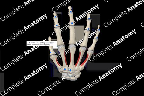 Articular Area of Capitate Bone | Complete Anatomy