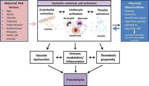 Role Of Evs In Pathogenesis Of Preeclampsia Maternal Risk Factors And