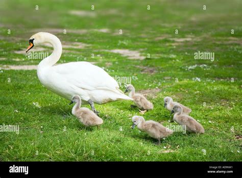 Mute Swan and Cygnets Stock Photo - Alamy