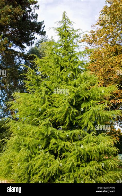 Cedrus Deodara Cedar Deodar Stock Photo Alamy