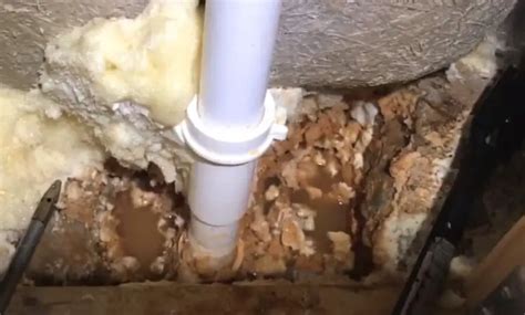 Why Termites Coming Out Of Bathtub Drain How They Get In