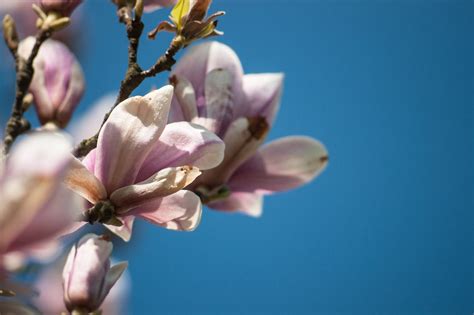 Frühling Frühjahr Frühjahrsblüher Kostenloses Foto auf Pixabay