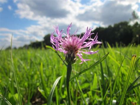 Free Images Nature Blossom Field Meadow Prairie Flower Bloom