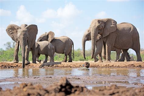 In The Footsteps Of Giants Africa Geographic