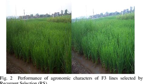 Figure 2 From Genetics Diversity And Agronomic Characters Of F3 Lines