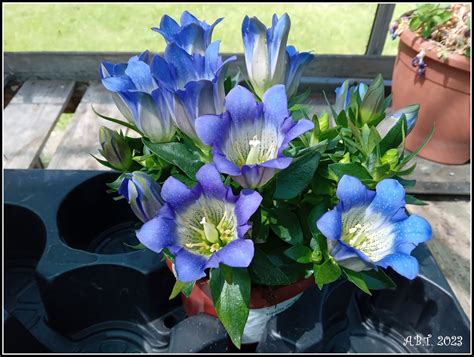 Gentiana Alan B Thompson Flickr