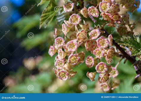 Flowers Of Red Currant Close Up Stock Image Image Of Flowers Evening