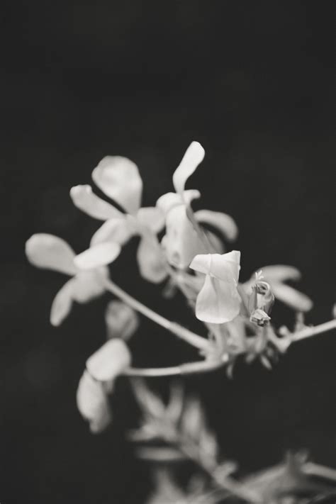 Banco De Imagens Ramo Flor Preto E Branco Plantar Folha Flor