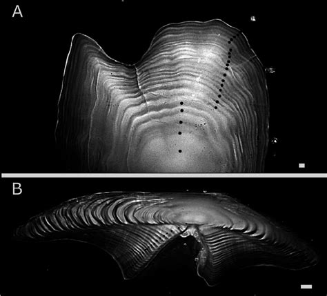 Otolith From A Cm Female American Plaice Showing Annual Growth