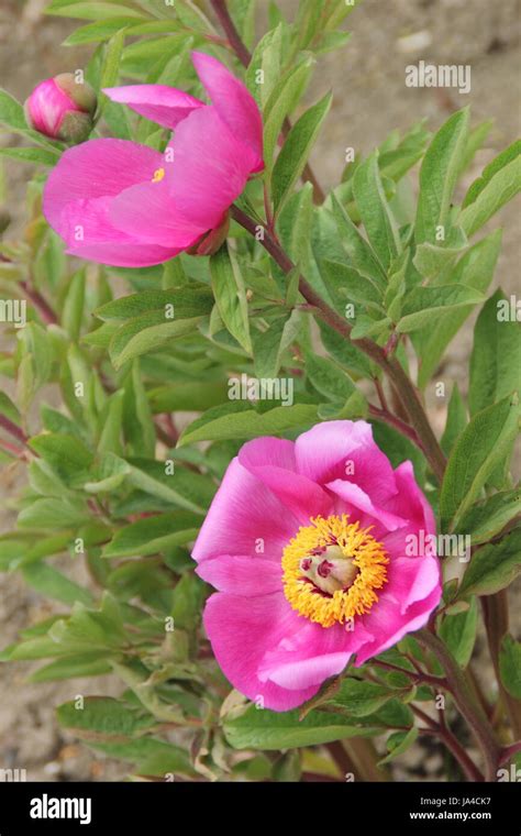 Paeonia Officinalis Paeonia Officinalis Hi Res Stock Photography And