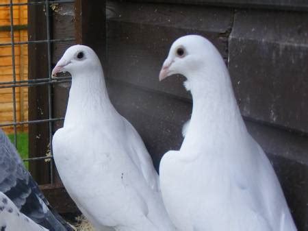 Birds Pigeons Pakistan White Racing Pigeon