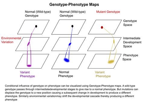 Genotype- Phenotype Map