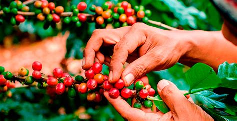 Los ingresos por la exportación de café en El Salvador caen un 43 en