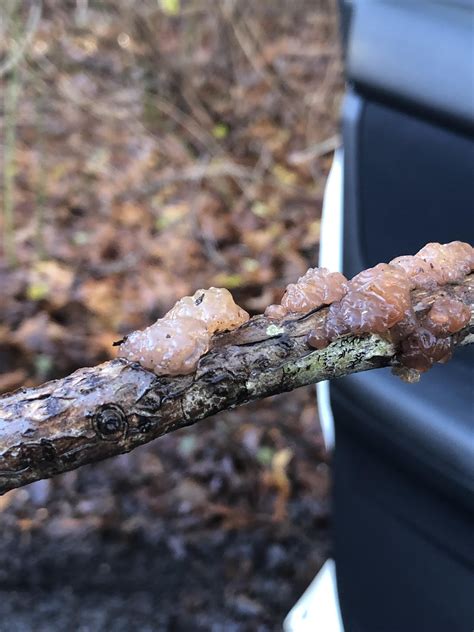 Is this a fungus? Found in New England, USA : r/ShroomID