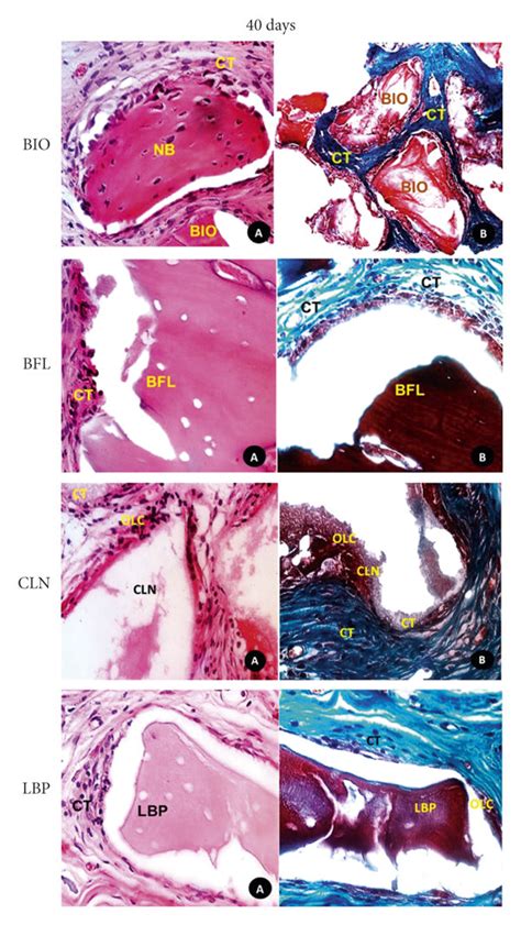 Photomicrograph Of Histological Sections A Histological Detailed